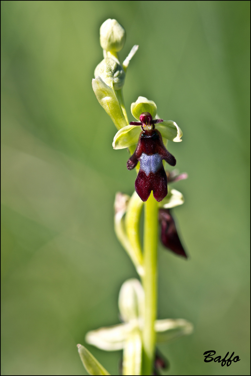 Ophrys insectifera L